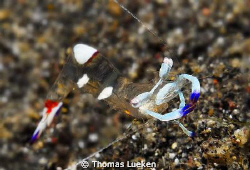 found in Lembeh; D200 by Thomas Lueken 